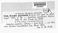 Rossmanomyces pyrolae image